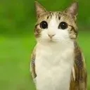 meowl