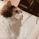 headbuttcat