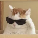 coolcat