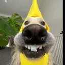 lilacBrother lilacBrother