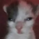 Goop