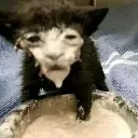 LostInTheSauceCat
