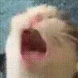 cat_AAAA