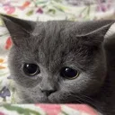 motchmotch