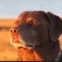 imblind imblind