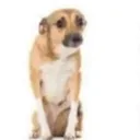 awkwarddog