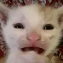 wtf