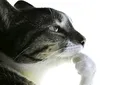thisvexesme
