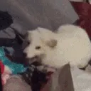 Laughing_Vulpine