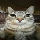 stare