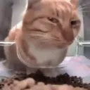 sus