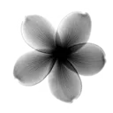 black_flower
