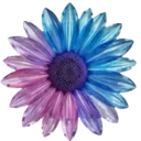 bluedaisy
