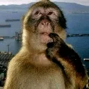 hmmmonkey