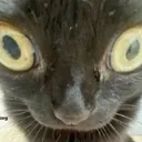stare