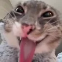 crazycat