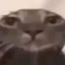 catbruh