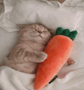 catrrot
