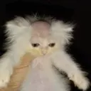 gatocareca