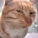 catsus catsus