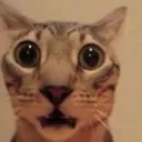 catshocked