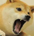AngryDoge