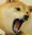 AngryDoge