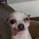 verysilly