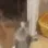 HappyCat_Radiant