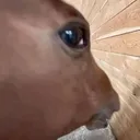 HorseSideEye