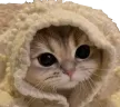 CatCozy