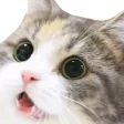 catOO