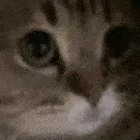 meow