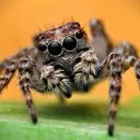cutespider