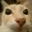 stare