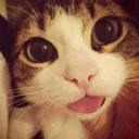 goofycat