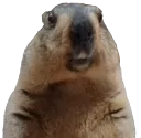 marmot