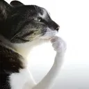 thinker