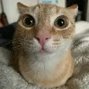 stare