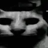 catF