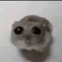 a_sad_hamster a_sad_hamster