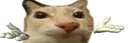 yonose yonose