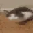 PetCat