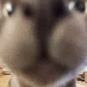 maxsniff
