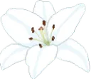 1b_flower1