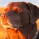 Deus