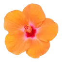 orangetropicalflower