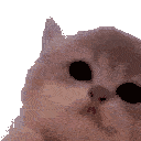 kittyjam