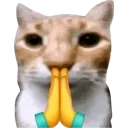 cat_pray