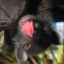 bleh